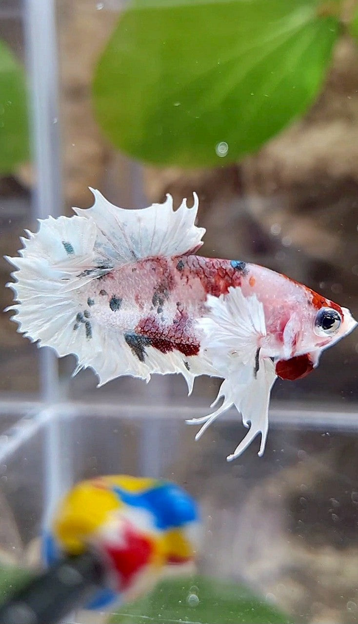 CROWNTAIL PLAKAT DUMBO EAR WHITE RED KOI FANCY BETTA FISH