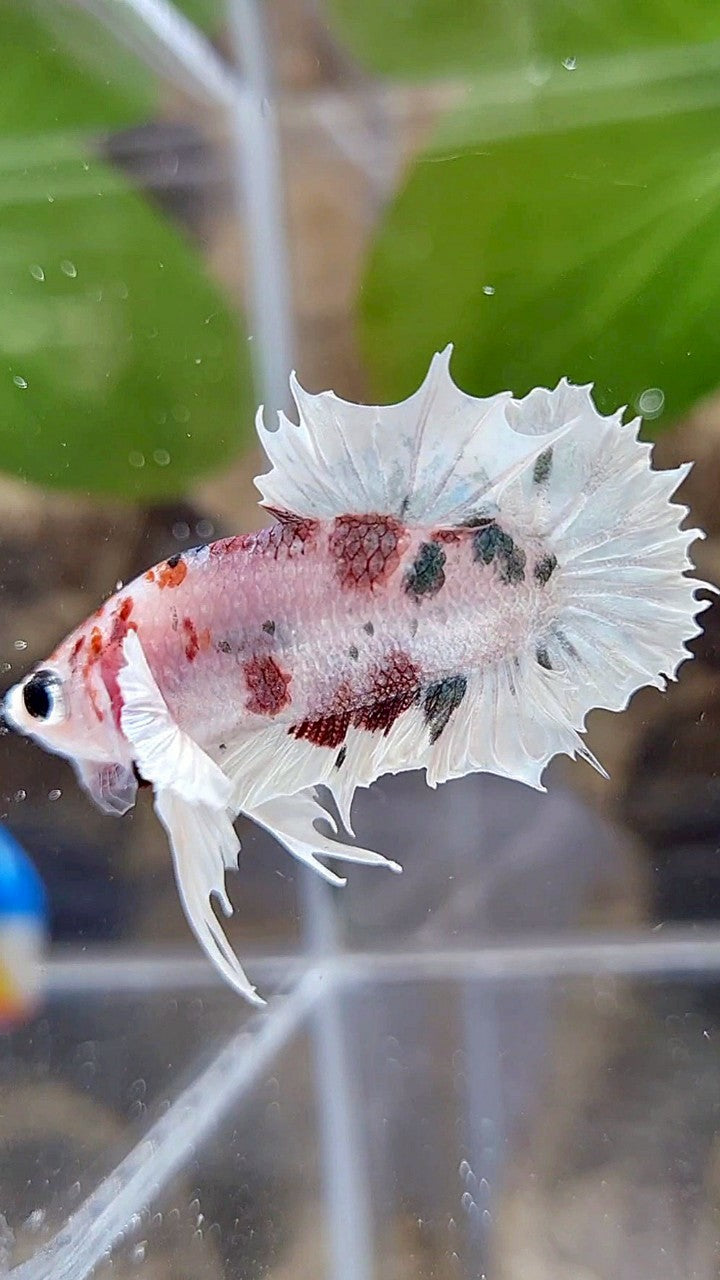 CROWNTAIL PLAKAT DUMBO EAR WHITE RED KOI FANCY BETTA FISH