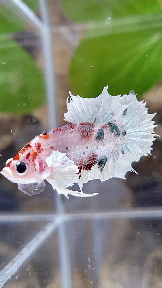 CROWNTAIL PLAKAT DUMBO EAR WHITE RED KOI FANCY BETTA FISH