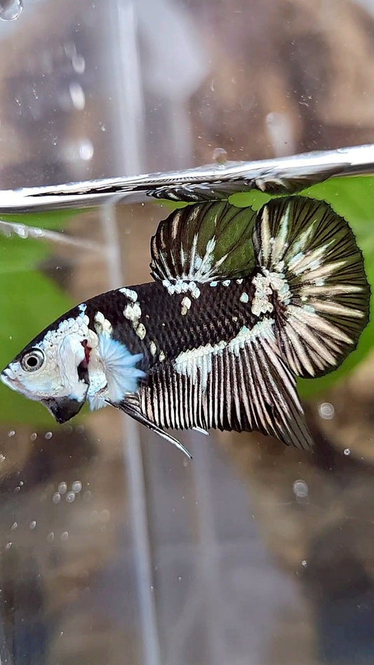 PLAKAT BLACK MAMBA SNOW MASKING BETTA FISH