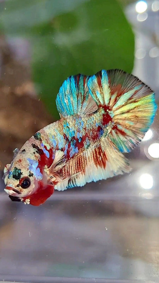 PLAKAT BARONGSAI RED WHITE GALAXY MULTICOLOR BETTA FISH