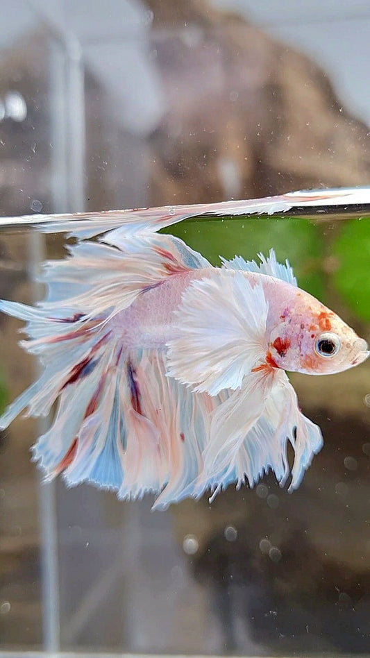 KING ROSETAIL HALFMOON SUPER DUMBO EAR WHITE COLOR WASH BETTA FISH