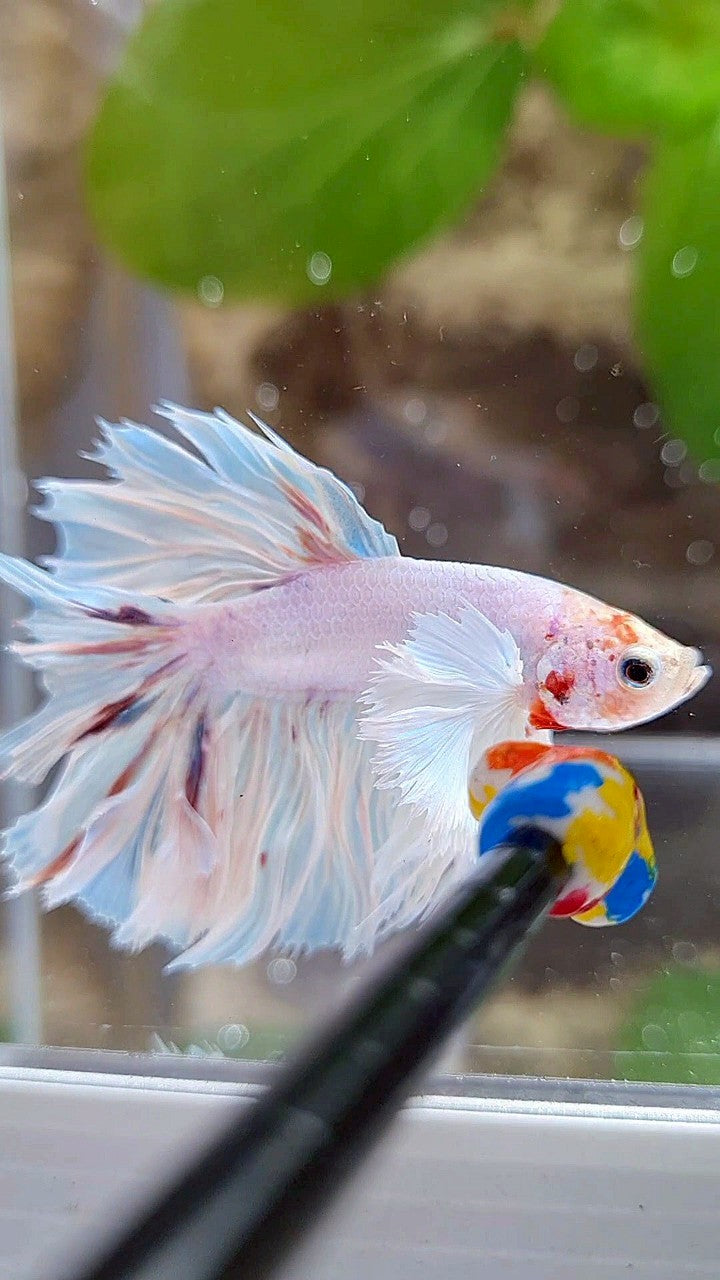 KING ROSETAIL HALFMOON SUPER DUMBO EAR WHITE COLOR WASH BETTA FISH