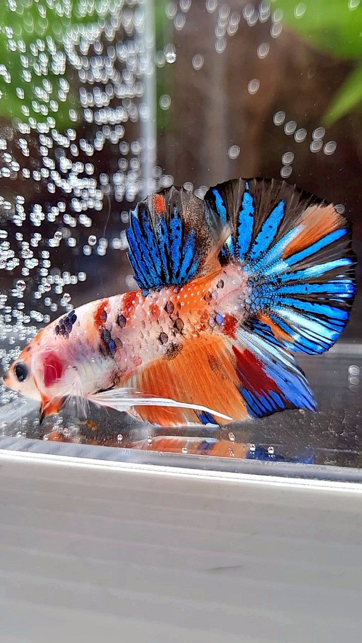 PLAKAT ORANGE METTALIC MULTICOLOR BETTA FISH