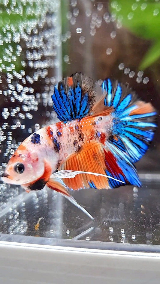 PLAKAT ORANGE METTALIC MULTICOLOR BETTA FISH
