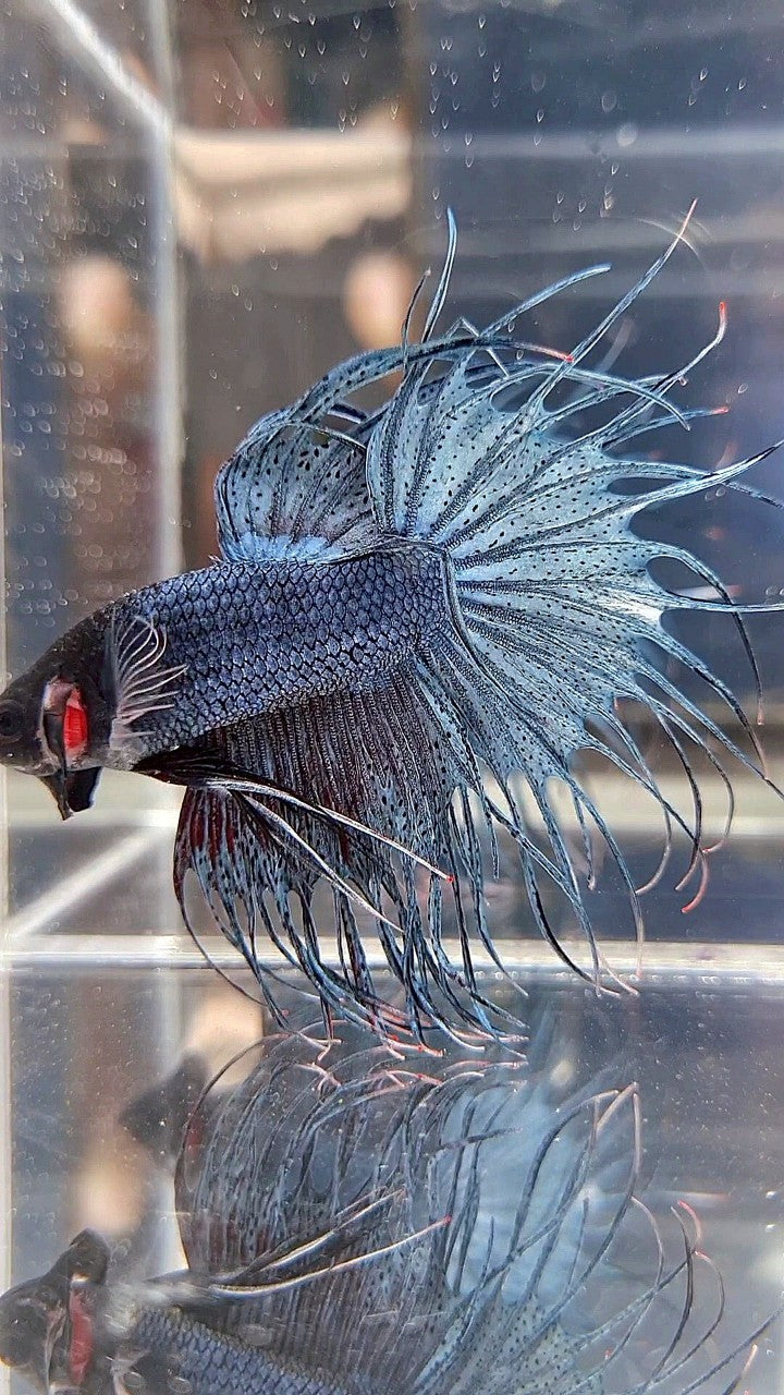 KING CROWNTAIL BLUE GRAY BETTA FISH