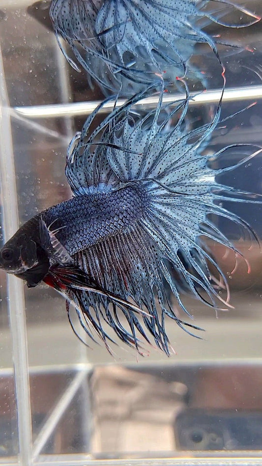 KING CROWNTAIL BLUE GRAY BETTA FISH
