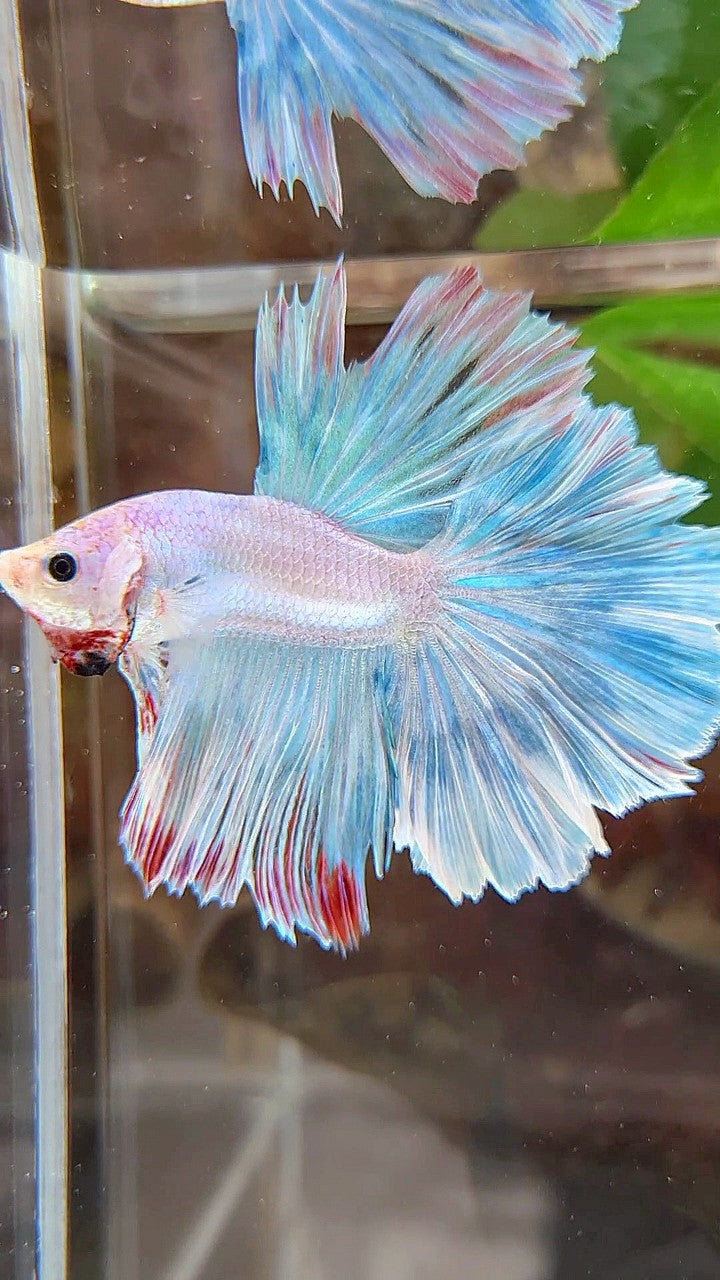 HALFMOON ROSETAIL BLUE UNICORN BETTA FISH