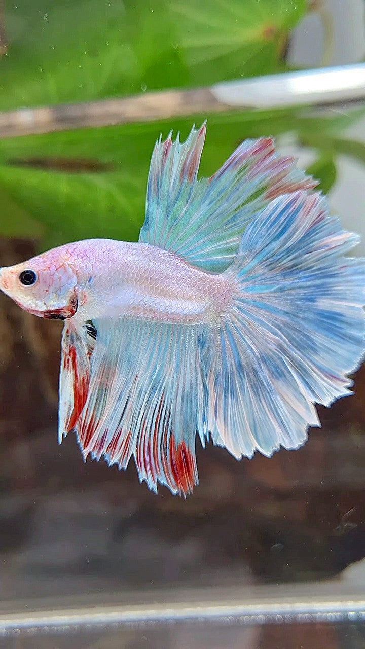 HALFMOON ROSETAIL BLUE UNICORN BETTA FISH