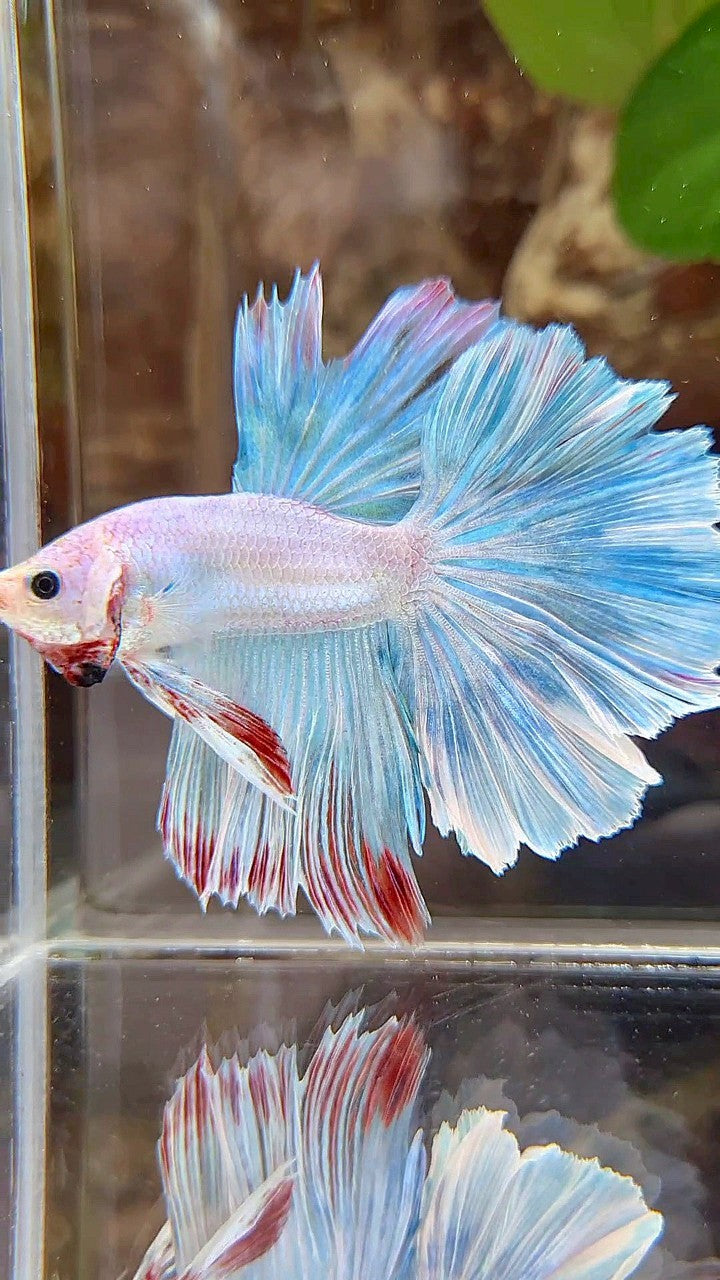 HALFMOON ROSETAIL BLUE UNICORN BETTA FISH