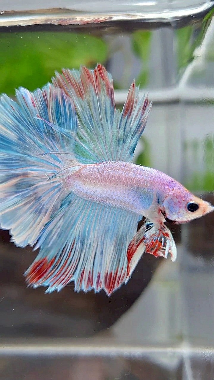 HALFMOON ROSETAIL BLUE UNICORN BETTA FISH