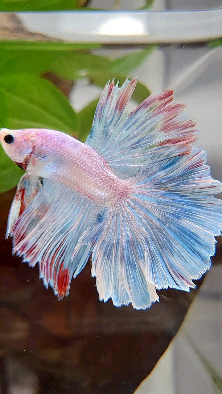 HALFMOON ROSETAIL BLUE UNICORN BETTA FISH