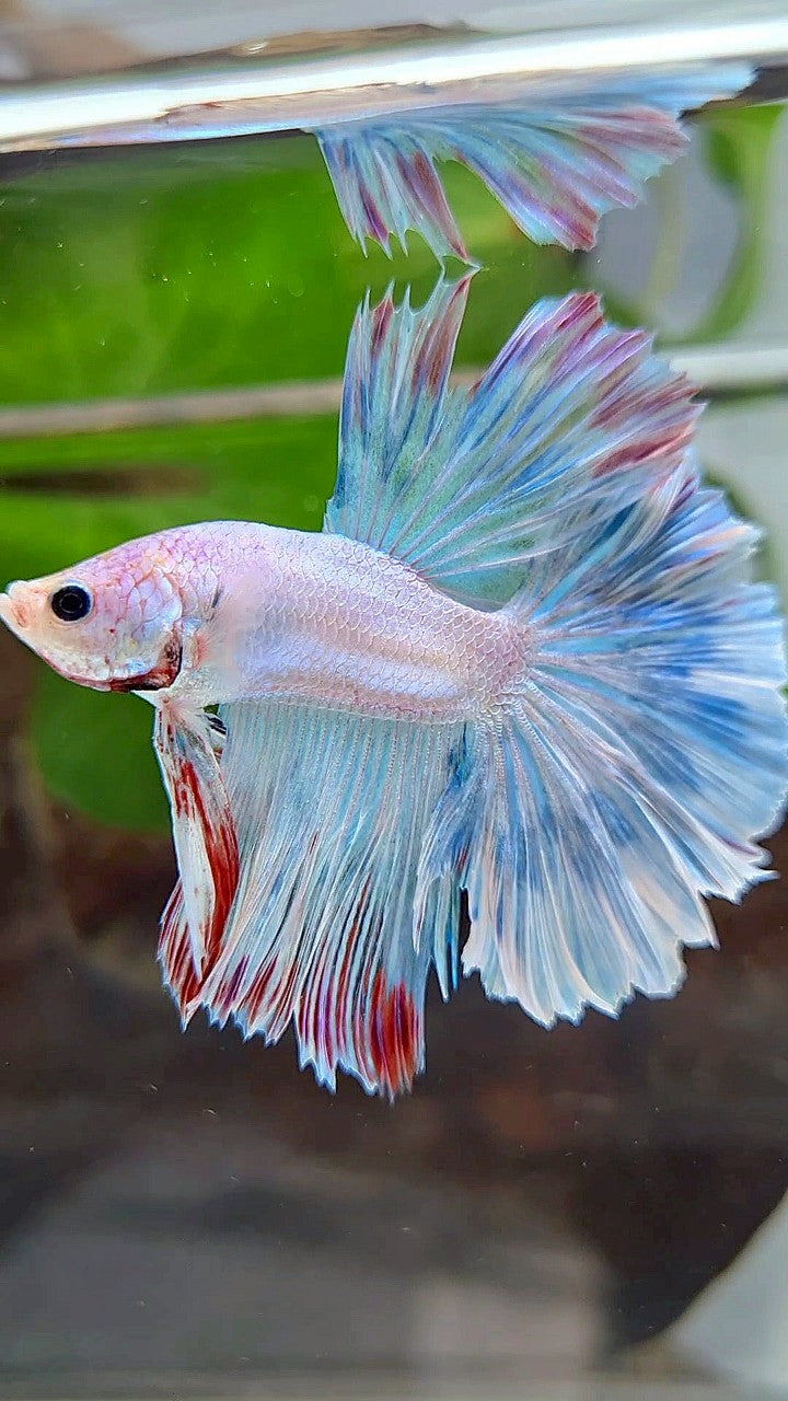 HALFMOON ROSETAIL BLUE UNICORN BETTA FISH
