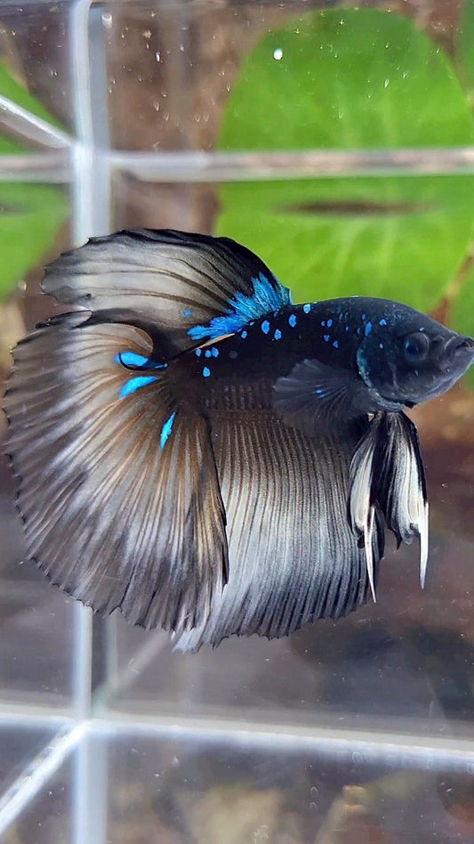 HALFMOON ROSETAIL BLACK GALAXY BLUE AVATAR YELLOW BETTA FISH