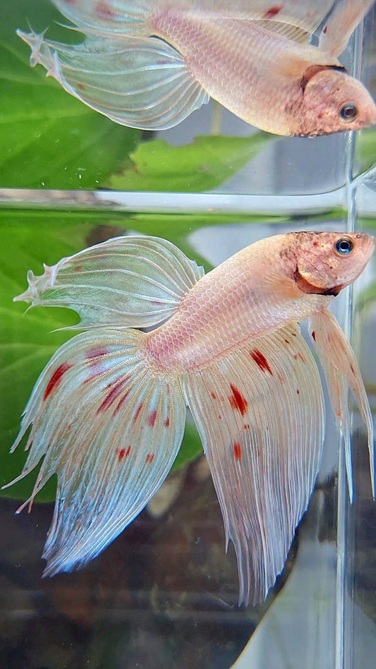 XL VEILTAIL ORANGE SILVER ARMAGEDDON BETTA FISH