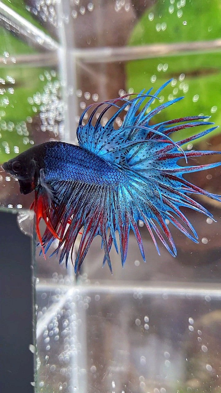 KING CROWNTAIL BLUE GREEN RED BETTA FISH
