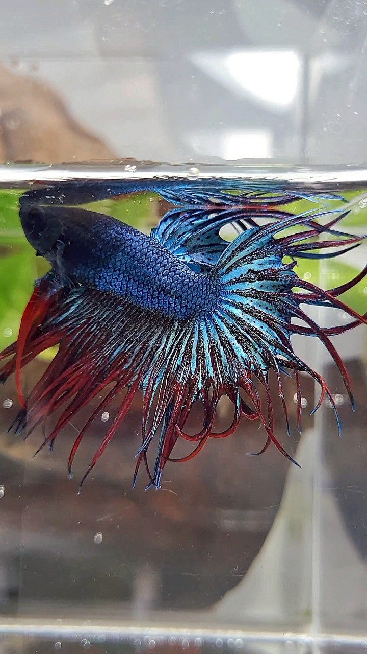 KING CROWNTAIL BLUE GRAY RED BETTA FISH
