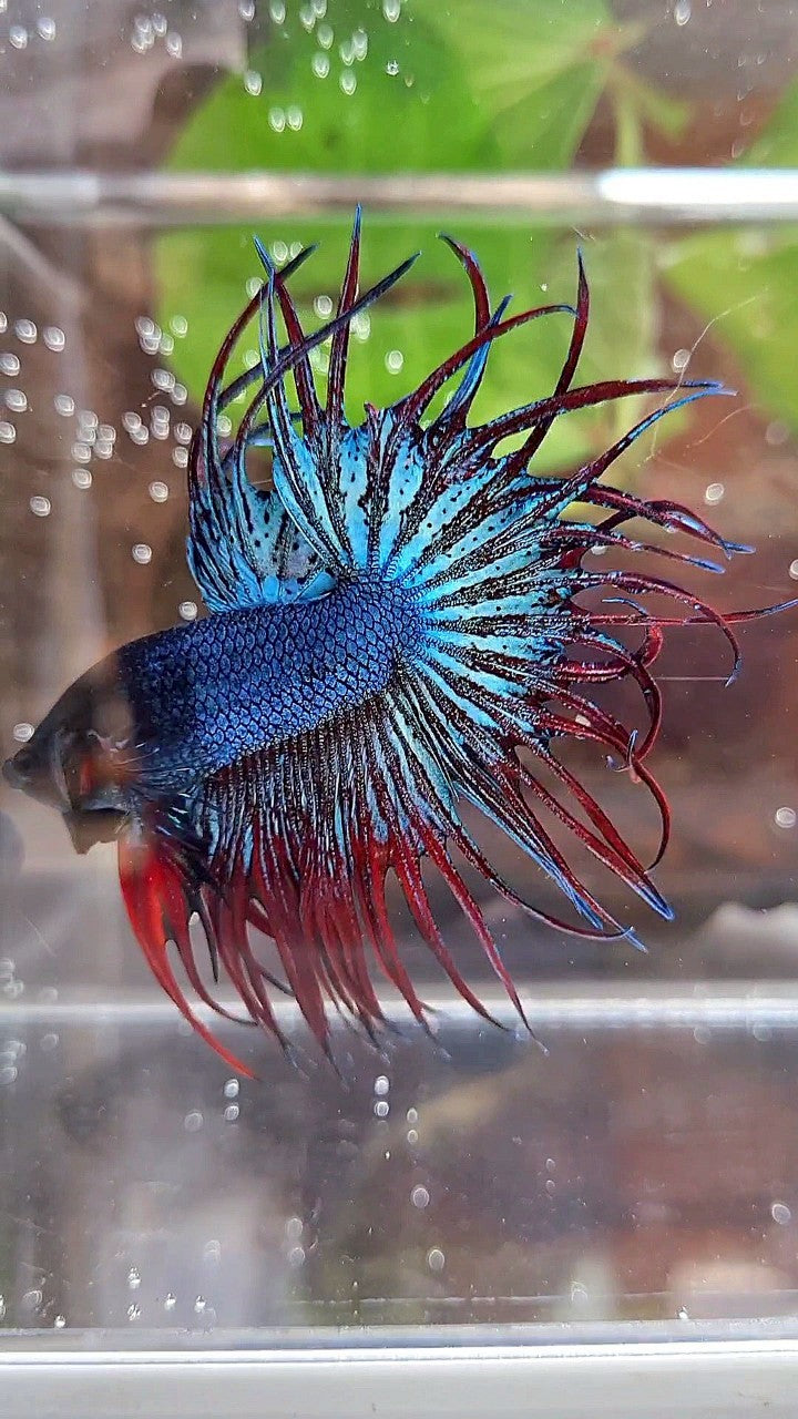 KING CROWNTAIL BLUE GRAY RED BETTA FISH