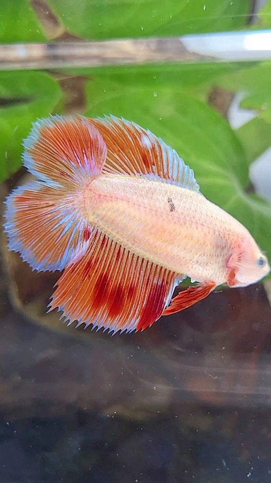LUXURY FEMALE HALFMOON DOUBLE TAIL ARMAGEDDON BETTA FISH