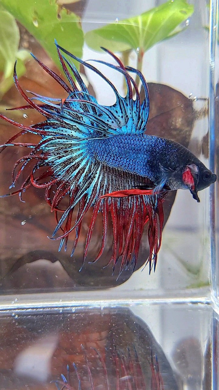 KING CROWNTAIL BLUE GRAY RED BETTA FISH