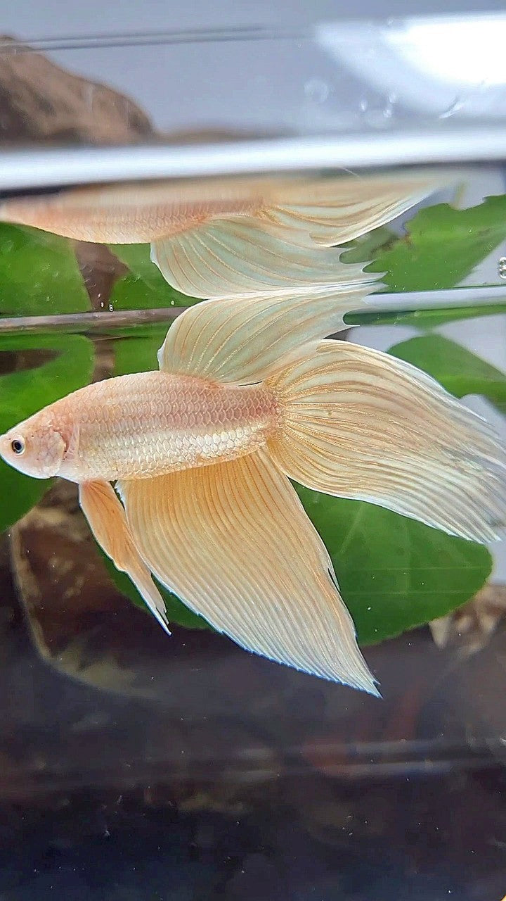 VEILTAIL GOLDEN YELLOW SOLID BETTA FISH