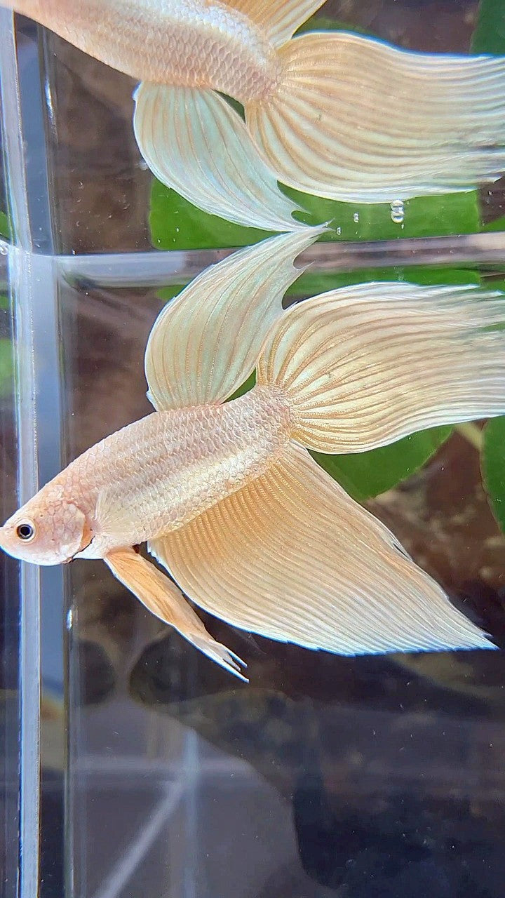 VEILTAIL GOLDEN YELLOW SOLID BETTA FISH