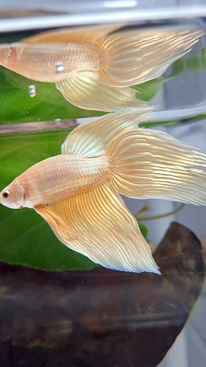 VEILTAIL GOLDEN YELLOW SOLID BETTA FISH