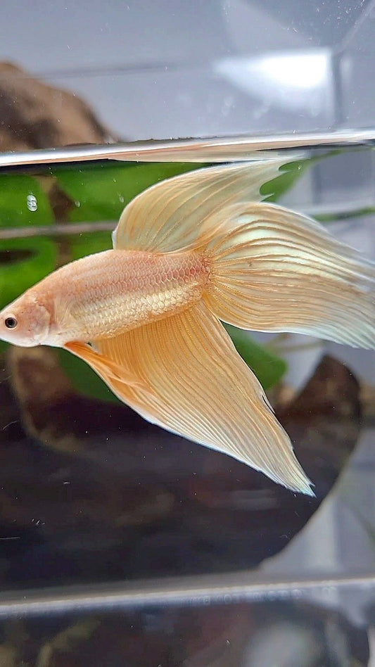 VEILTAIL GOLDEN YELLOW SOLID BETTA FISH