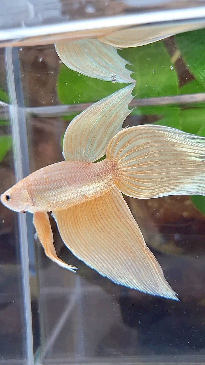 VEILTAIL GOLDEN YELLOW SOLID BETTA FISH