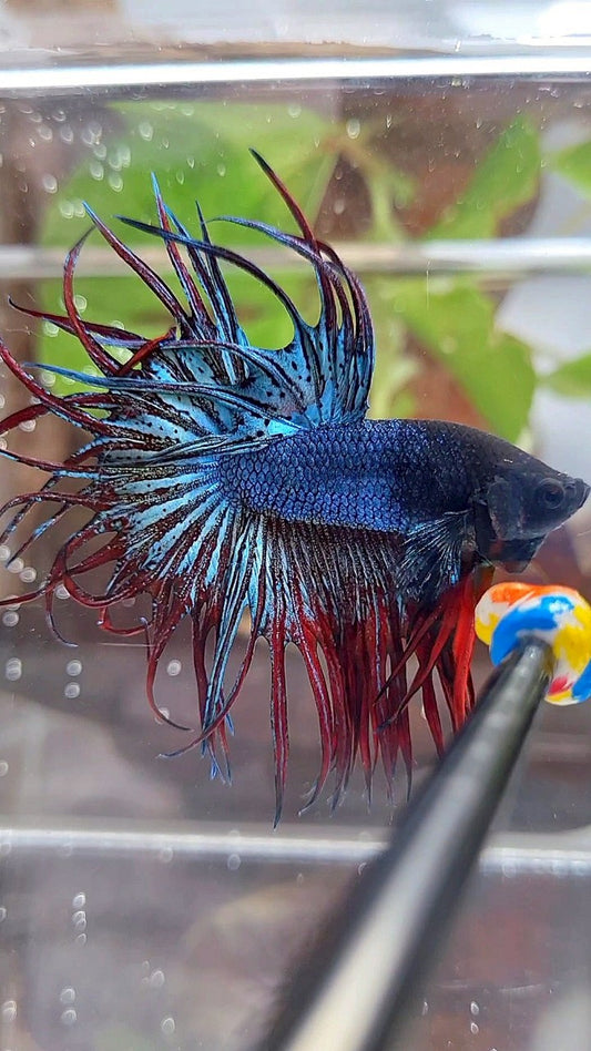 KING CROWNTAIL BLUE GRAY RED BETTA FISH