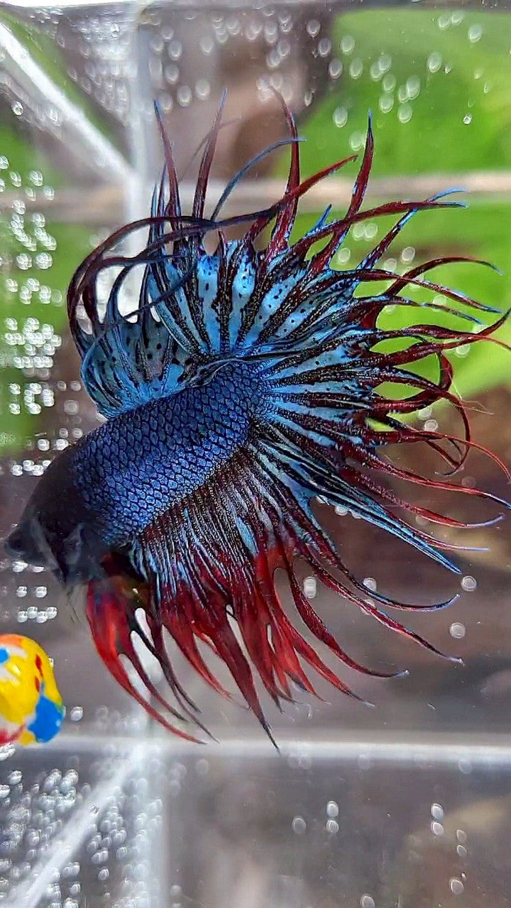 KING CROWNTAIL BLUE GRAY RED BETTA FISH