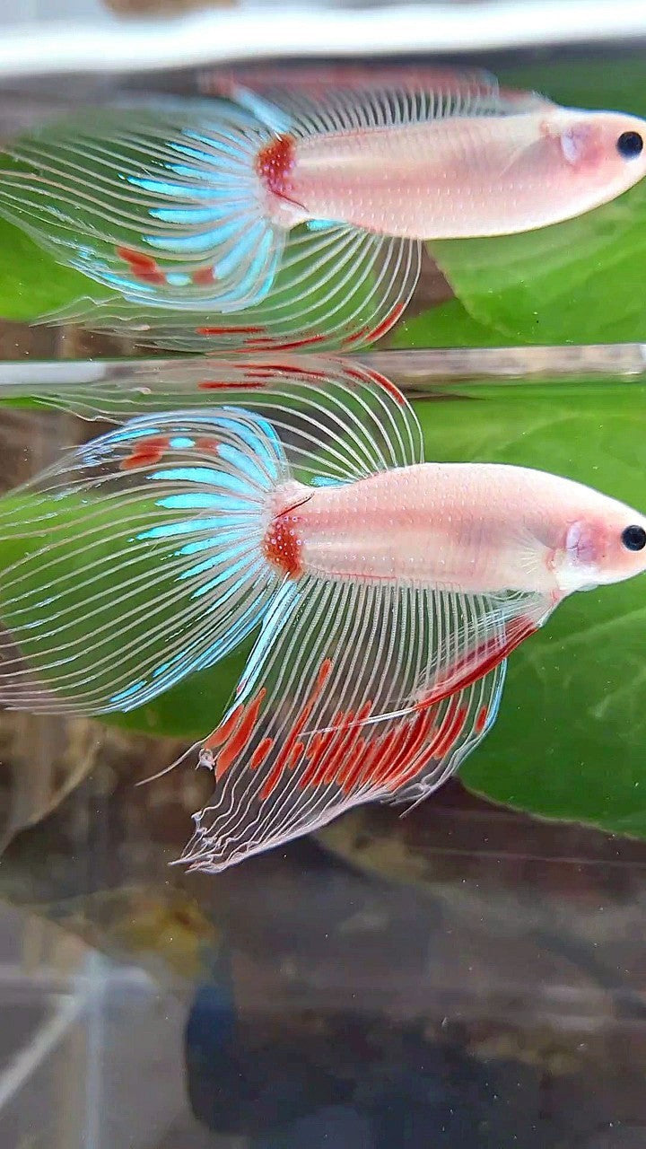 VEILTAIL AOC CELLOPHANE BETTA FISH