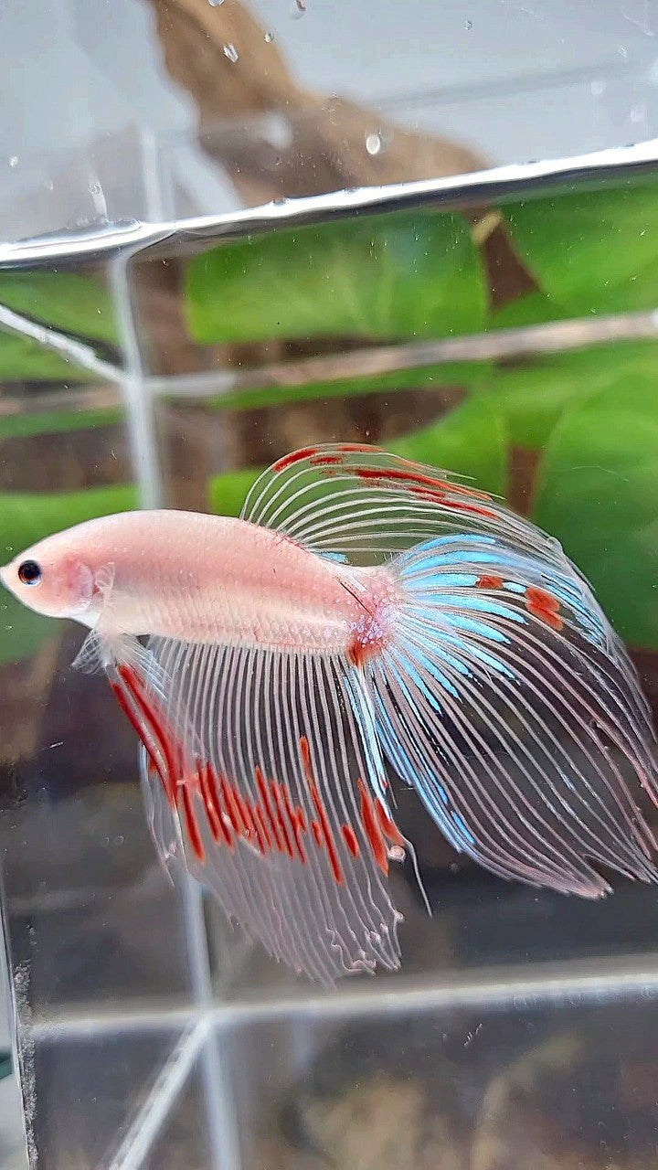 VEILTAIL AOC CELLOPHANE BETTA FISH