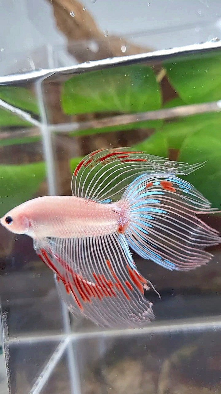 VEILTAIL AOC CELLOPHANE BETTA FISH