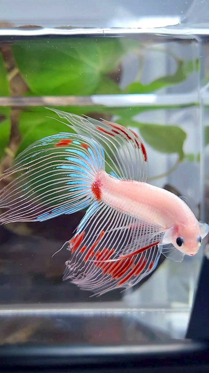 VEILTAIL AOC CELLOPHANE BETTA FISH