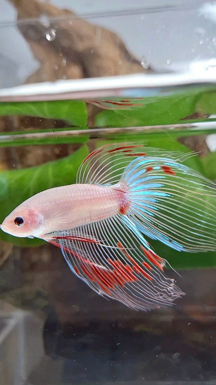 VEILTAIL AOC CELLOPHANE BETTA FISH