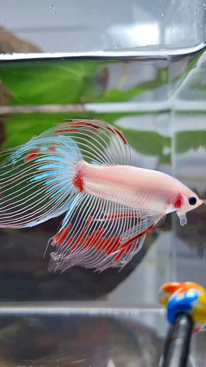 VEILTAIL AOC CELLOPHANE BETTA FISH
