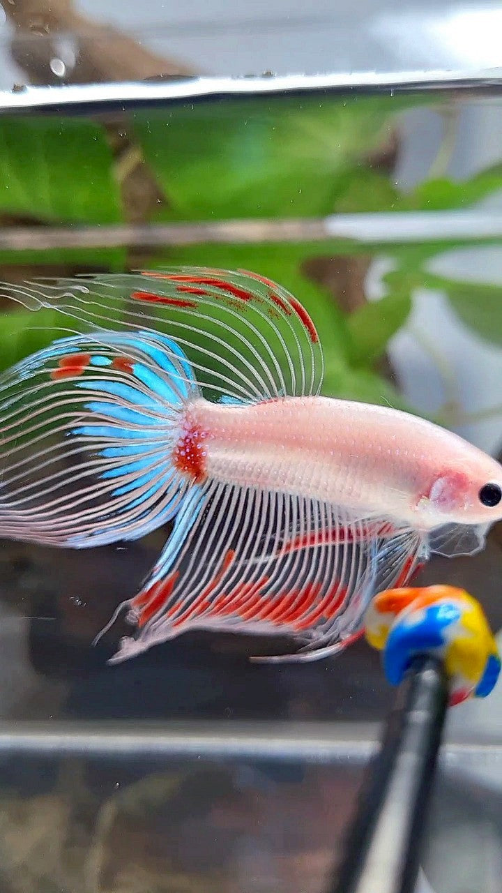 VEILTAIL AOC CELLOPHANE BETTA FISH