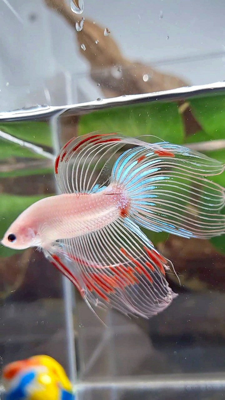 VEILTAIL AOC CELLOPHANE BETTA FISH