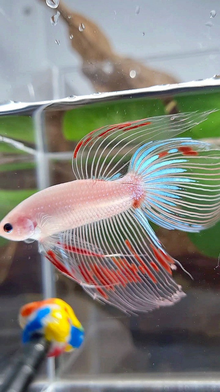 VEILTAIL AOC CELLOPHANE BETTA FISH