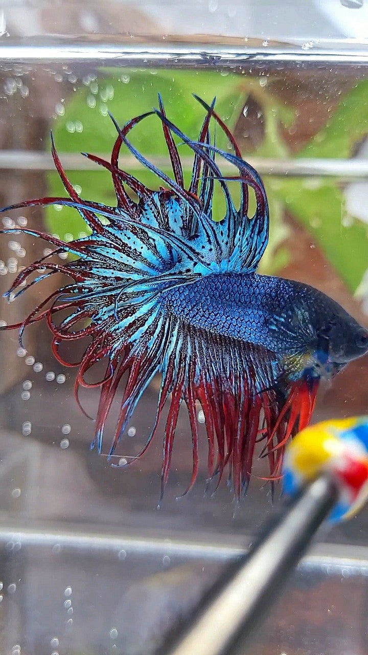KING CROWNTAIL BLUE GRAY RED BETTA FISH
