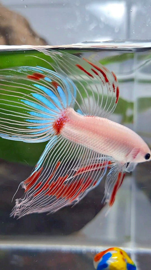 VEILTAIL AOC CELLOPHANE BETTA FISH