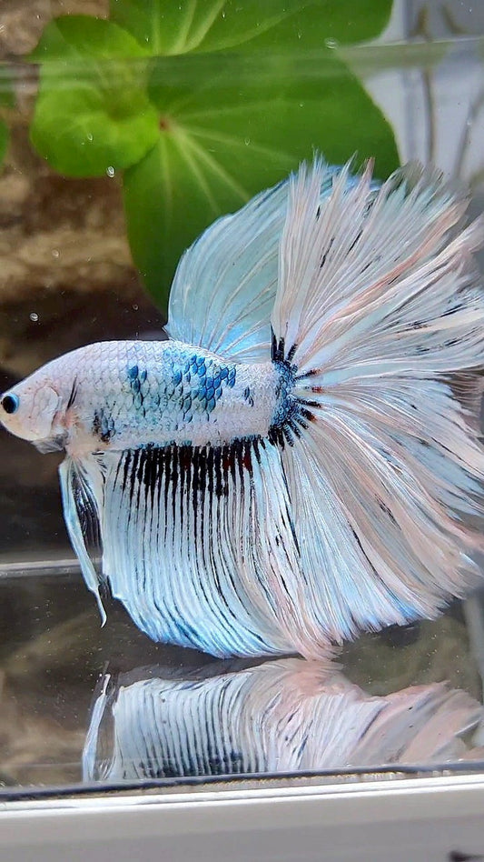 GIANT HALFMOON TOTAL 8,5CM+ ROSETAIL WHITE SNOW FANCY PATTERN BLUE BETTA FISH