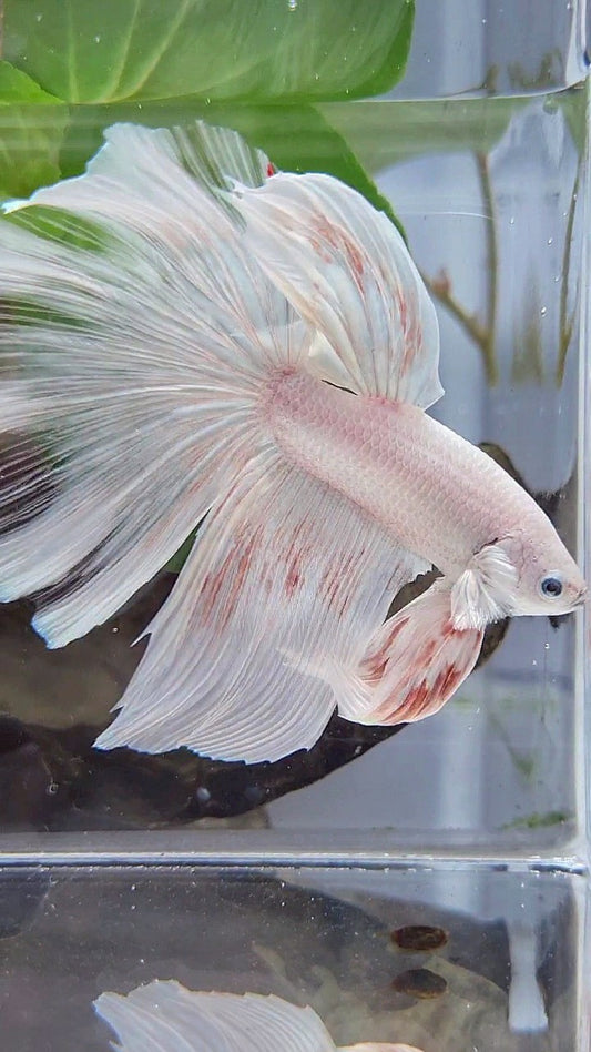GIANT HALFMOON TOTAL 8,5CM+ ROSETAIL WHITE PLATINUM BETTA FISH