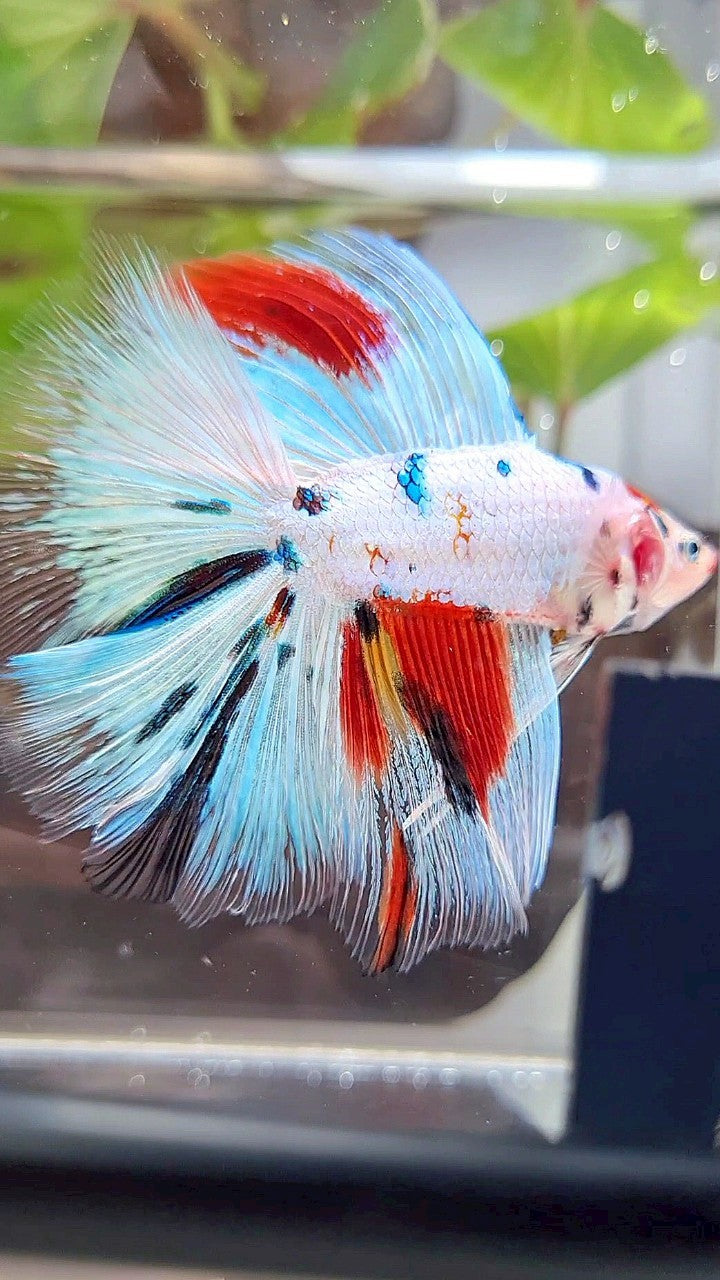 HALFMOON DOUBLE TAIL WHITE SNOW RED SPLASH MULTICOLOR BETTA FISH
