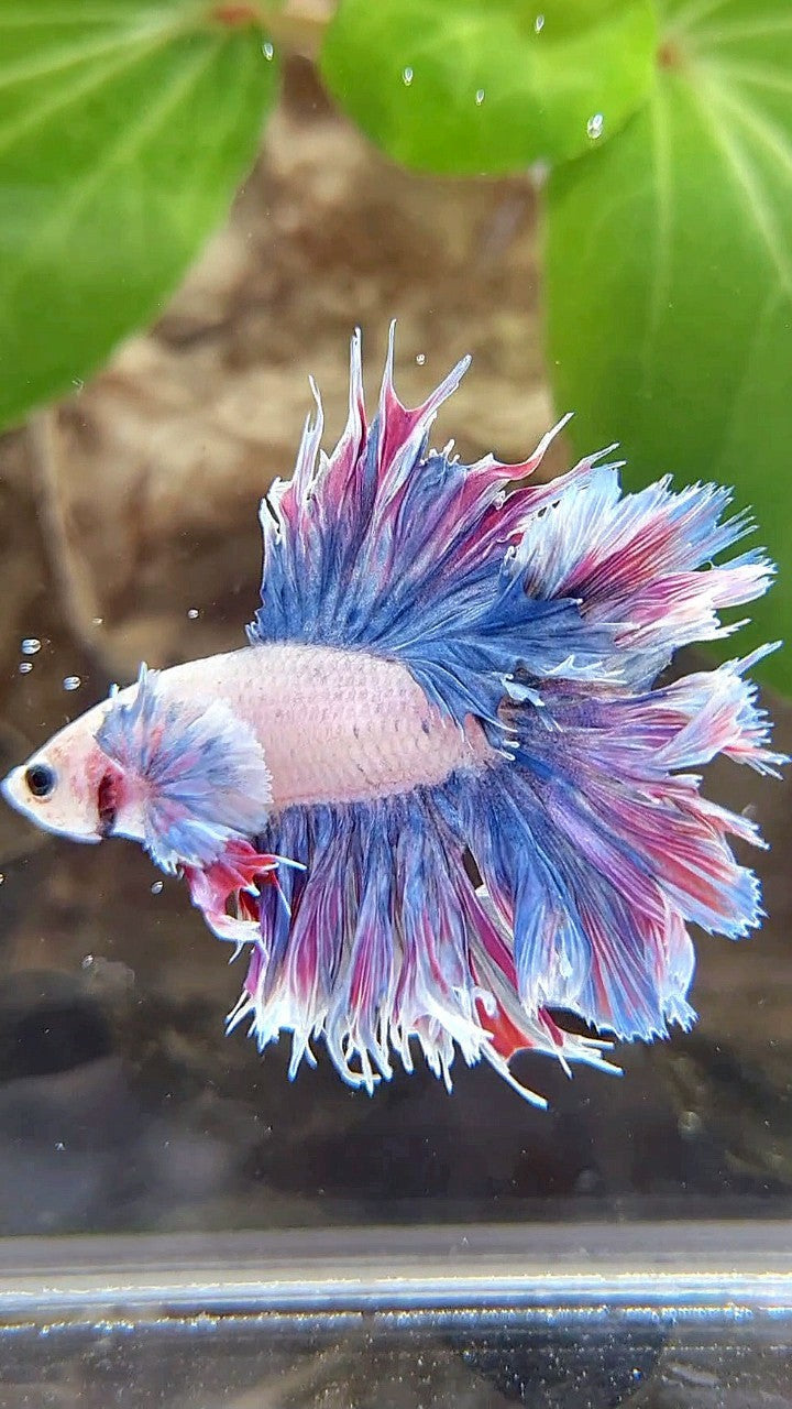 HALFMOON FEATHER TAIL DUMBO EAR PURPLE BETTA FISH