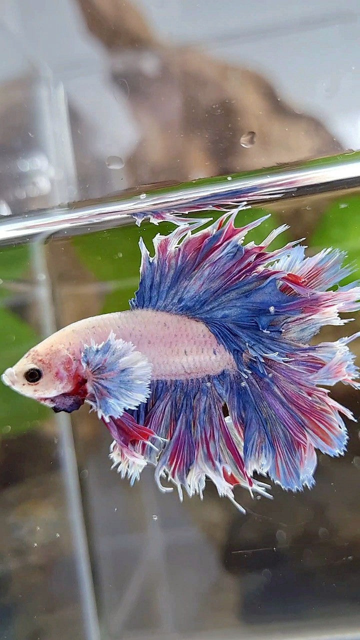 HALFMOON FEATHER TAIL DUMBO EAR PURPLE BETTA FISH