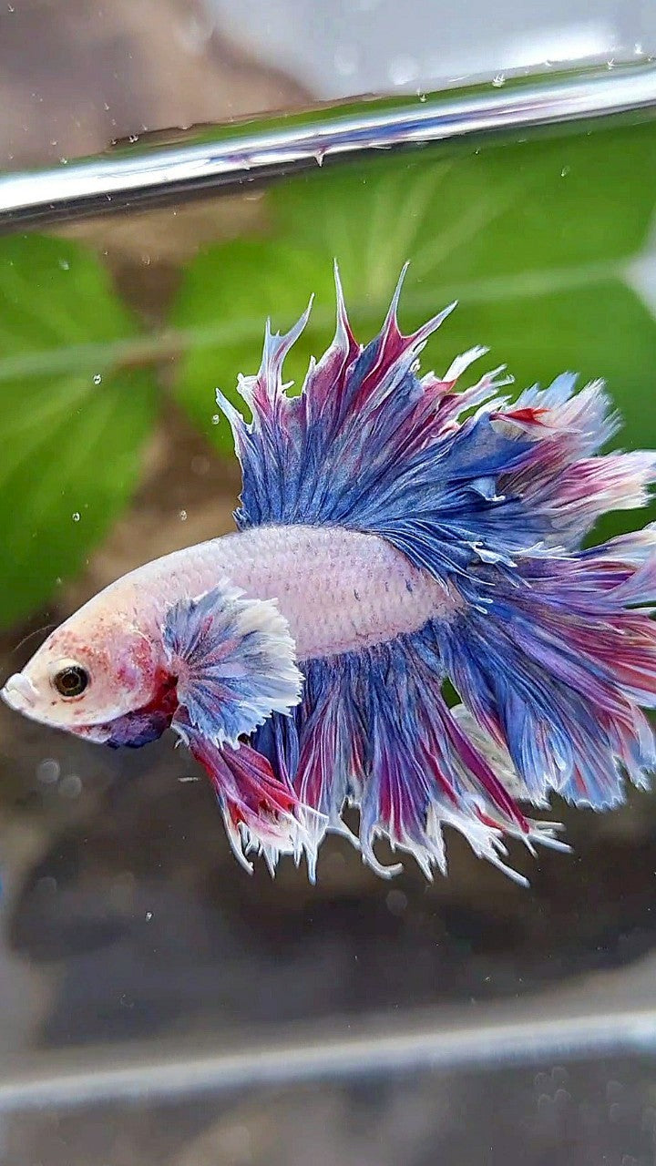 HALFMOON FEATHER TAIL DUMBO EAR PURPLE BETTA FISH