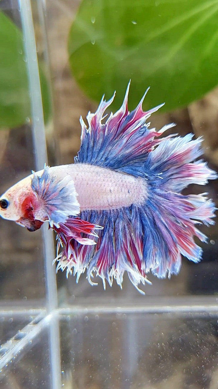 HALFMOON FEATHER TAIL DUMBO EAR PURPLE BETTA FISH