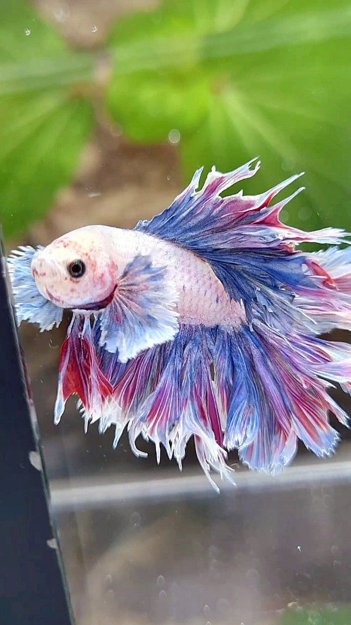 HALFMOON FEATHER TAIL DUMBO EAR PURPLE BETTA FISH